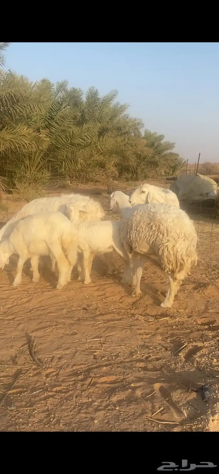 ثلاث حريات معها ثلاث سليمات السن تامات 0
