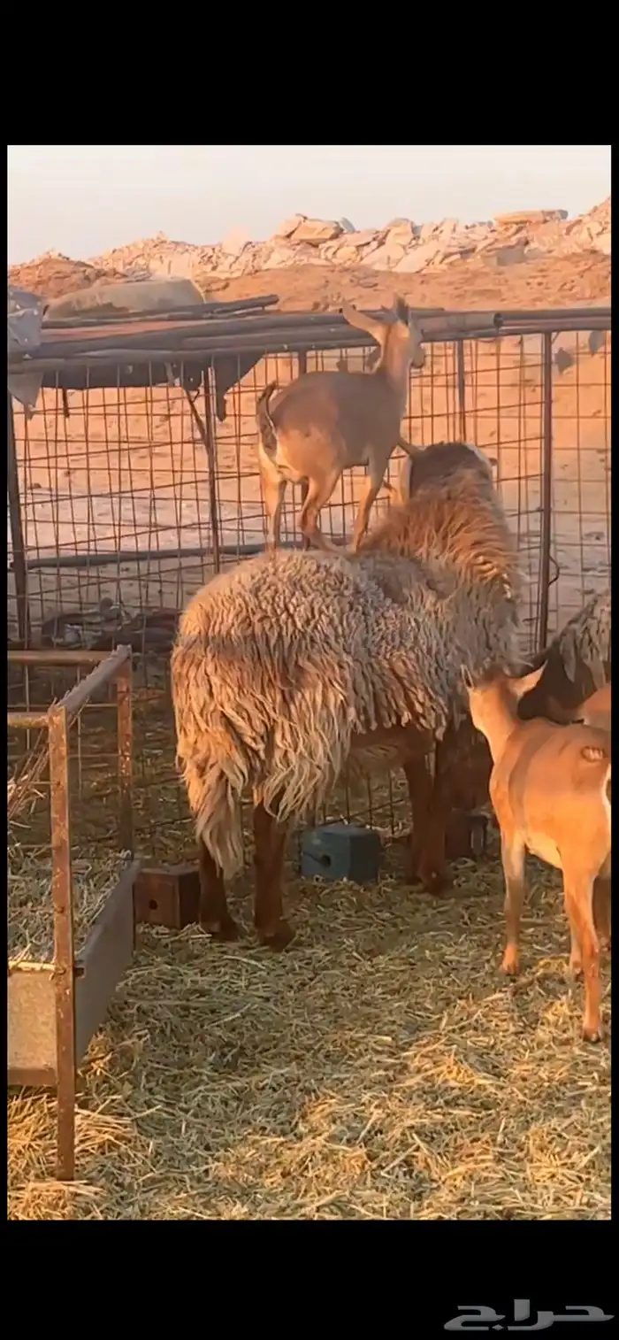 فحل نعيمي ساكني 1