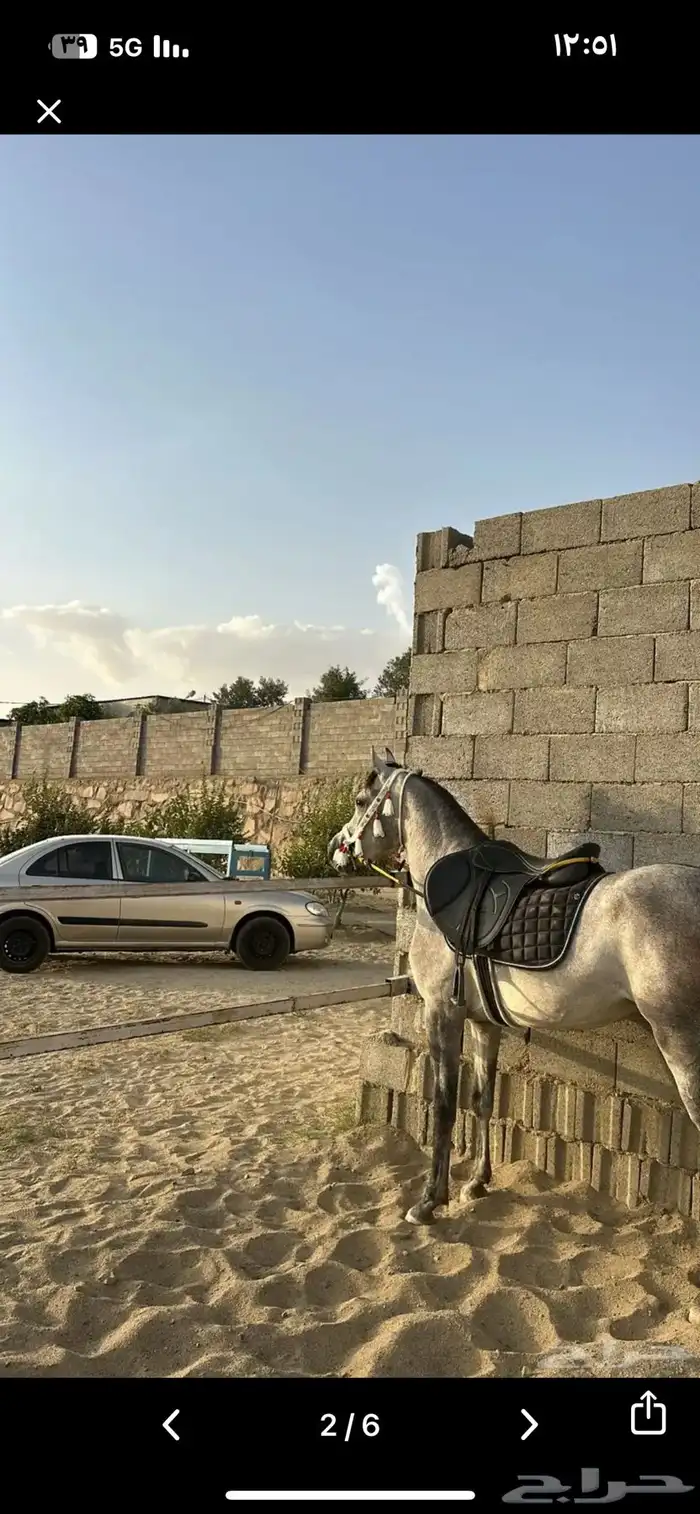حصان واهو 1