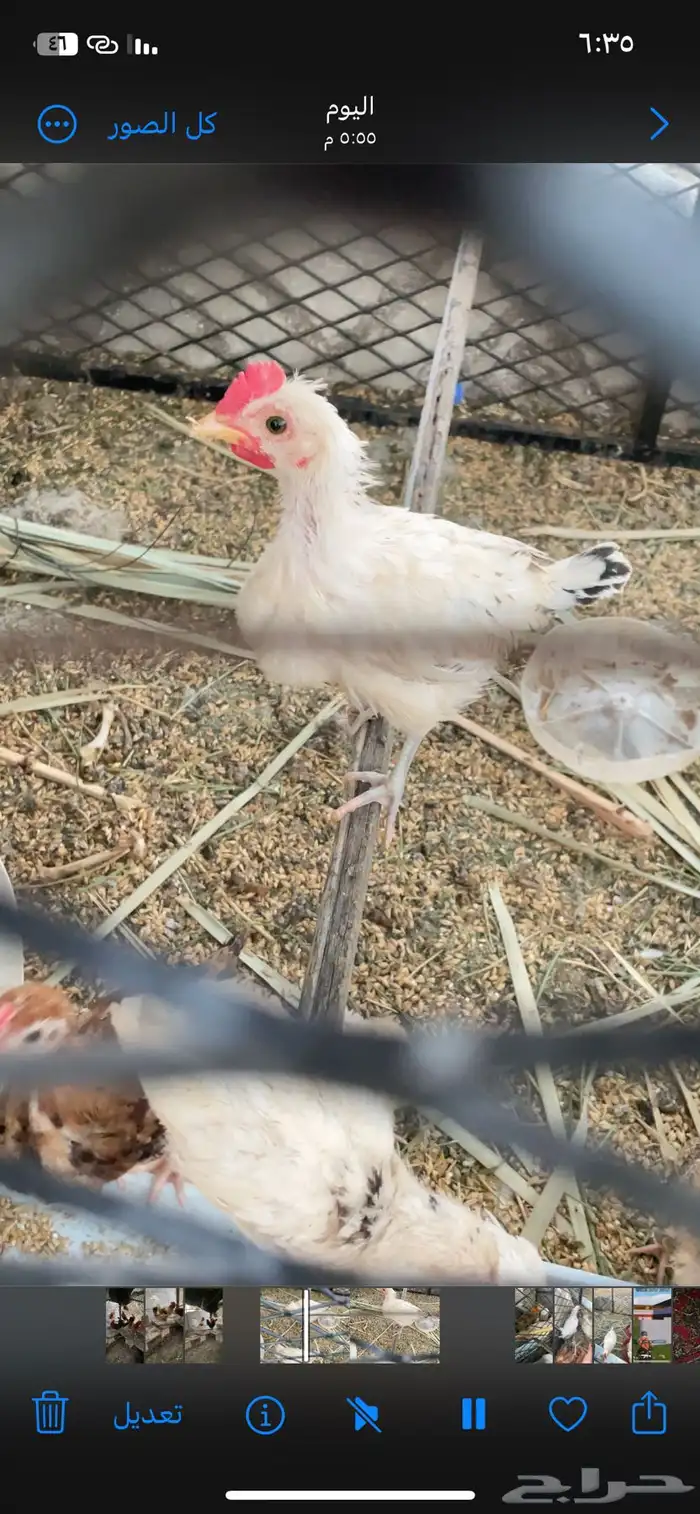 دجاج 2