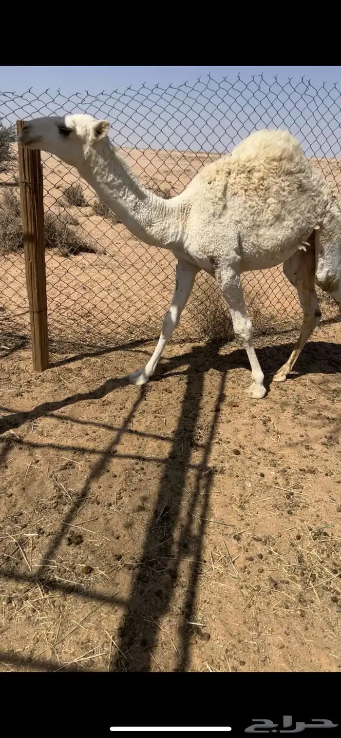 حشو 2