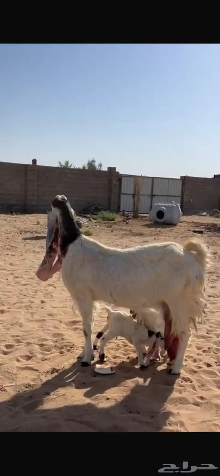 للبيع عنز متوم معها 3 2