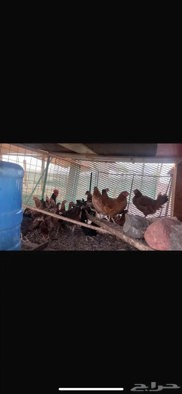 دجاج مشكل فيه بلدي وفيه بكستاني وفيه فرنسي 0