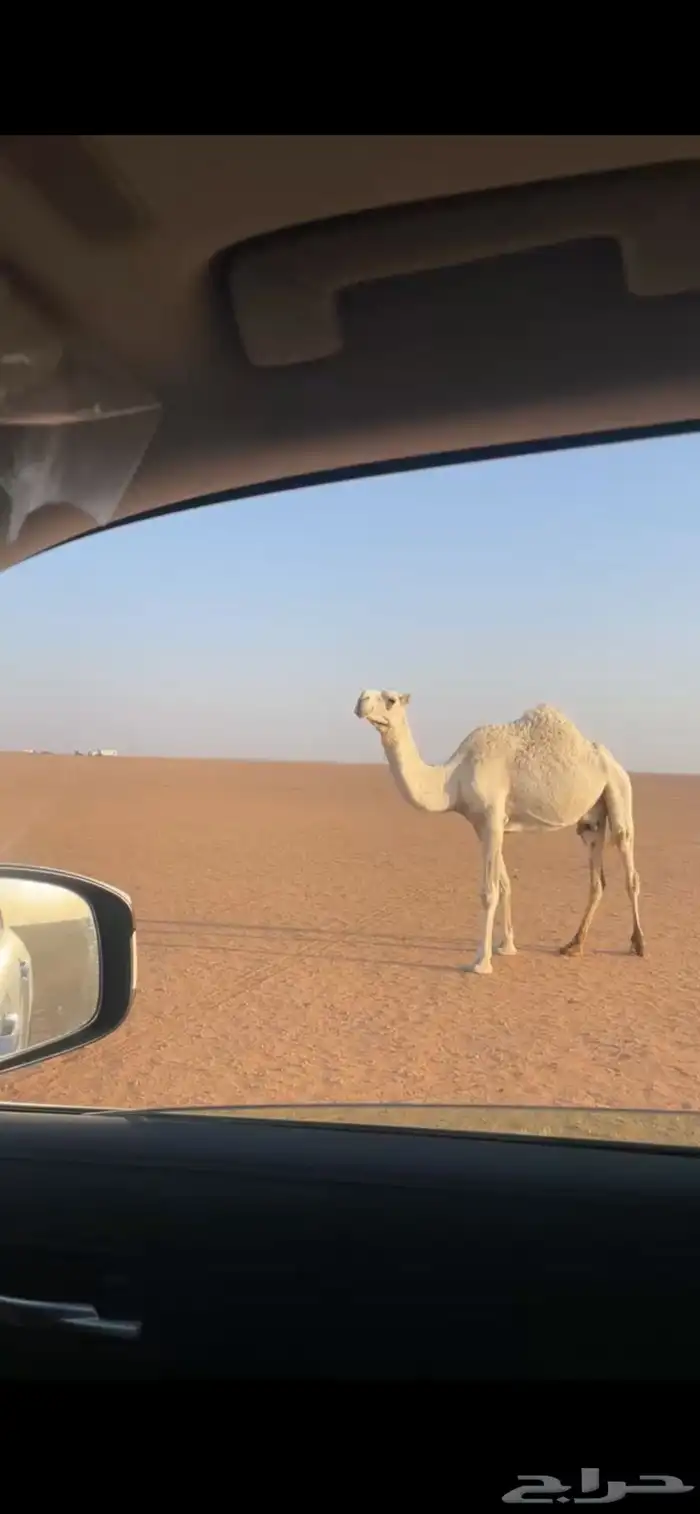 عشرا وضحا للبيع 0
