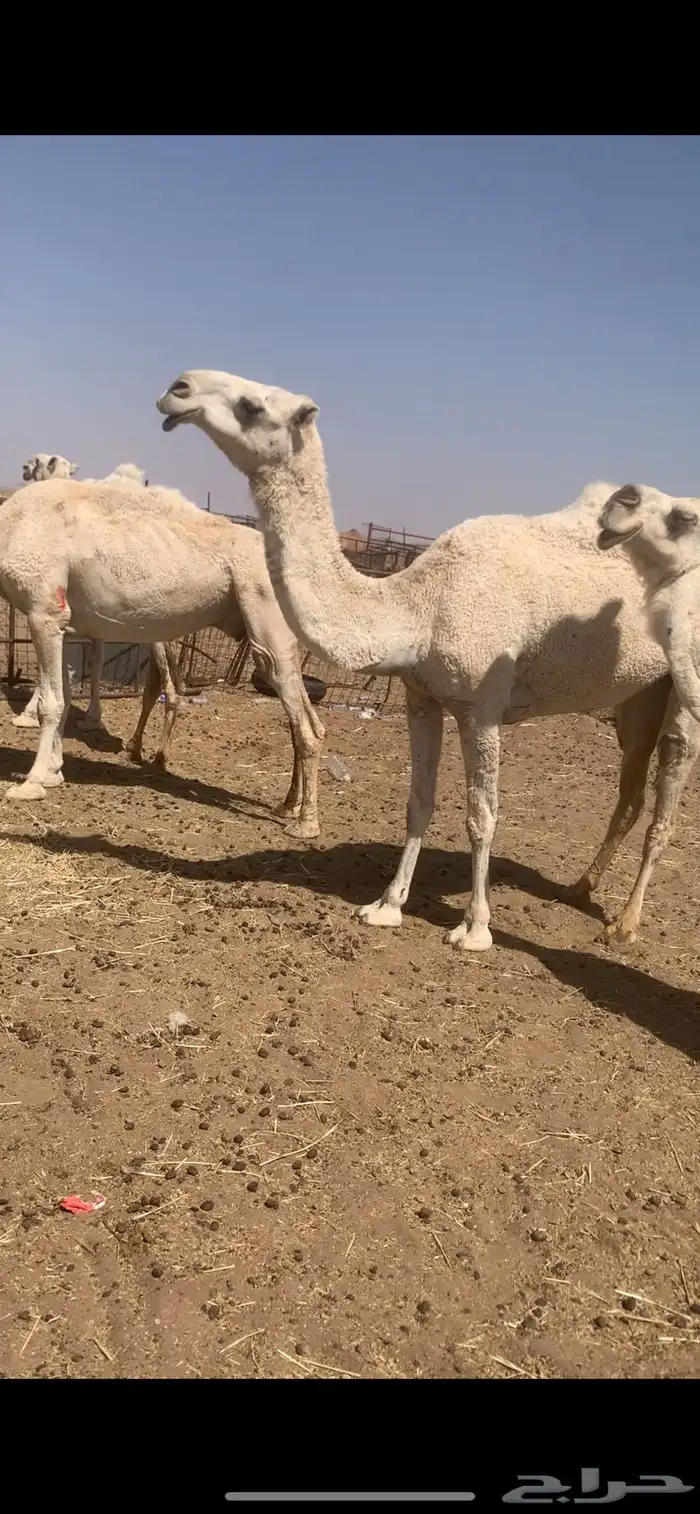ابل لقحات وضرائب وضح للبيع 0
