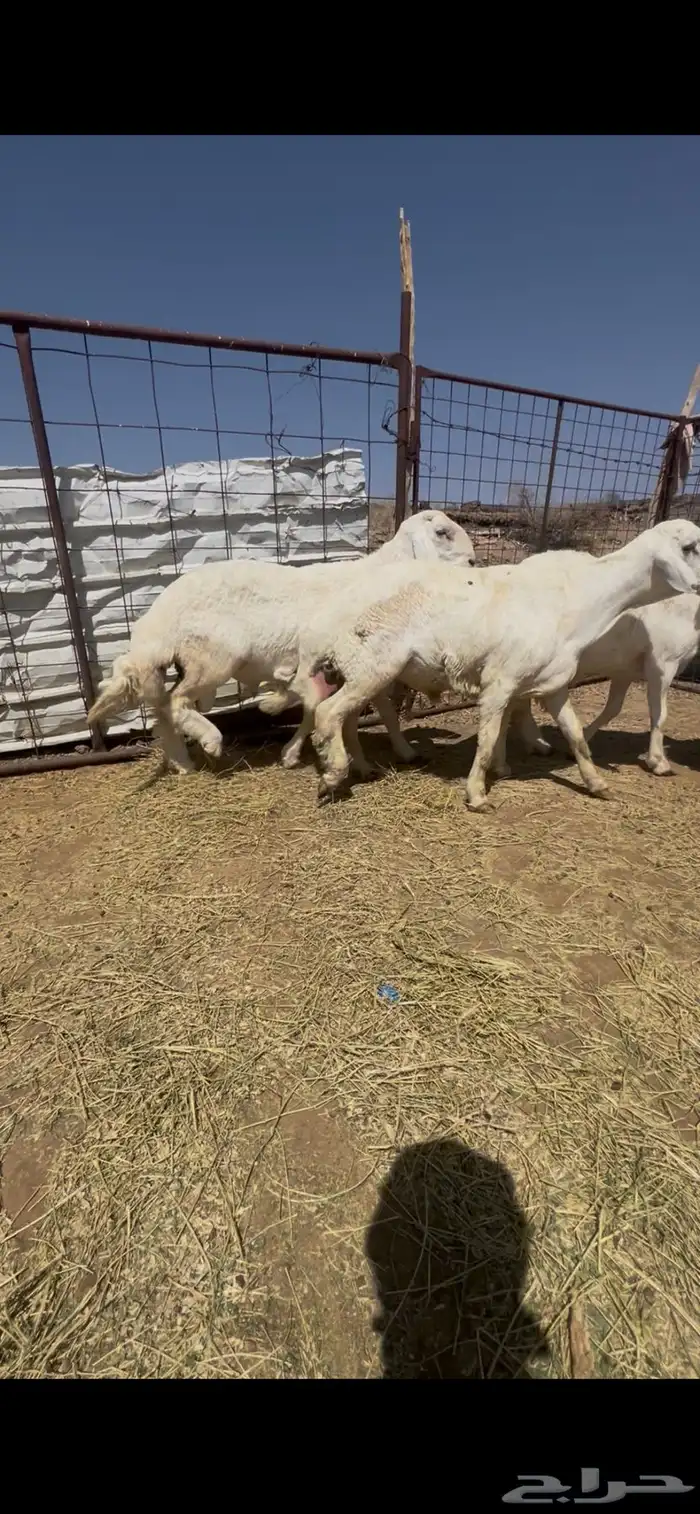 طليان الإعمار من 8 إلى 9 شهور فاخرات مشاريع فحول اربع 5