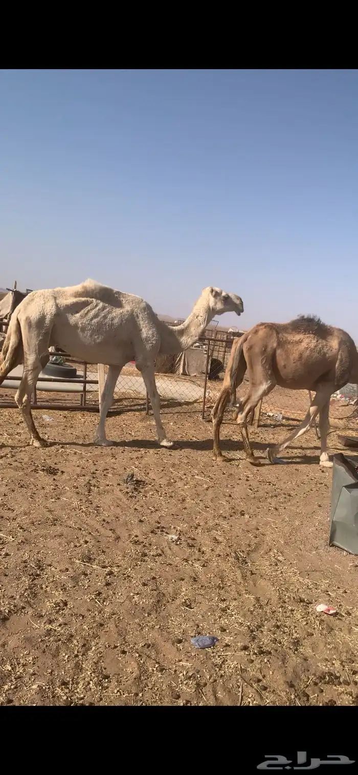 ابل لقحات وضرائب وضح للبيع 2