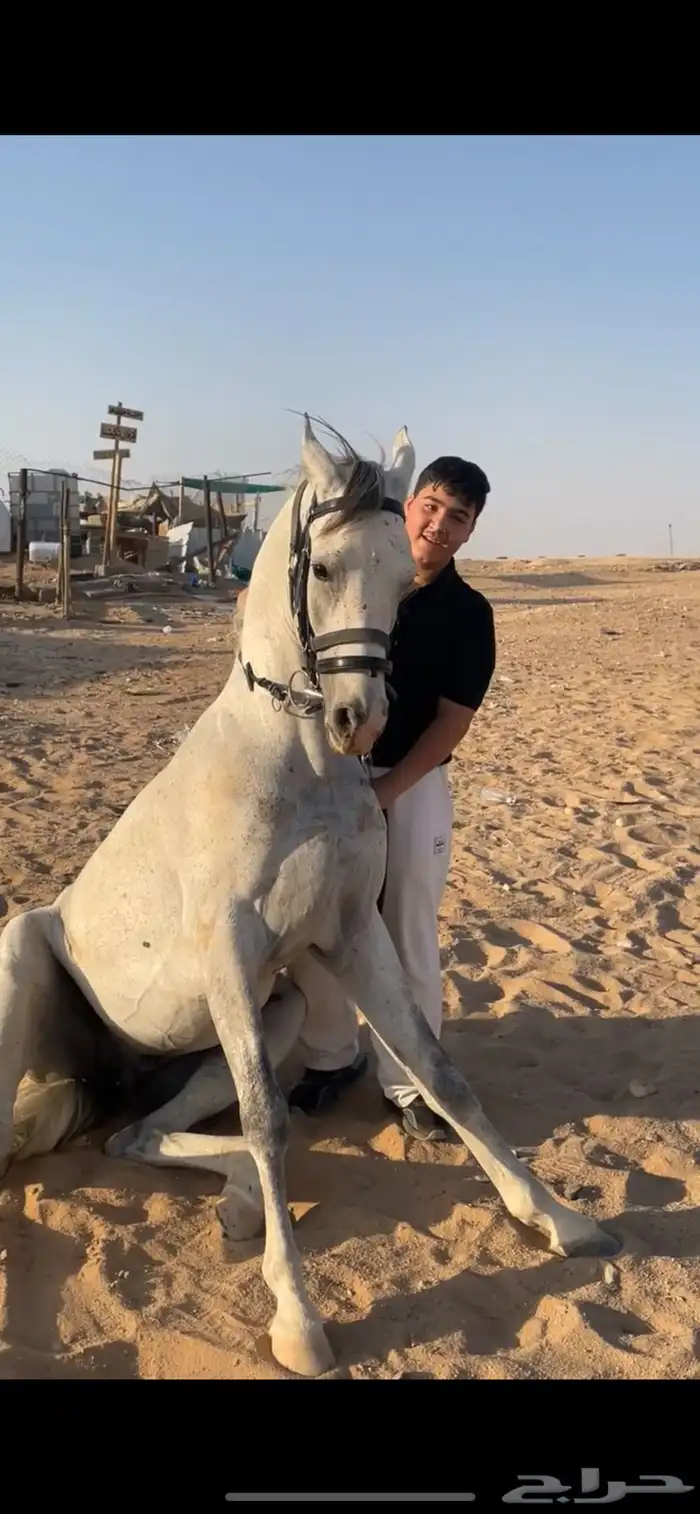 حصان شعبي شيخ 4