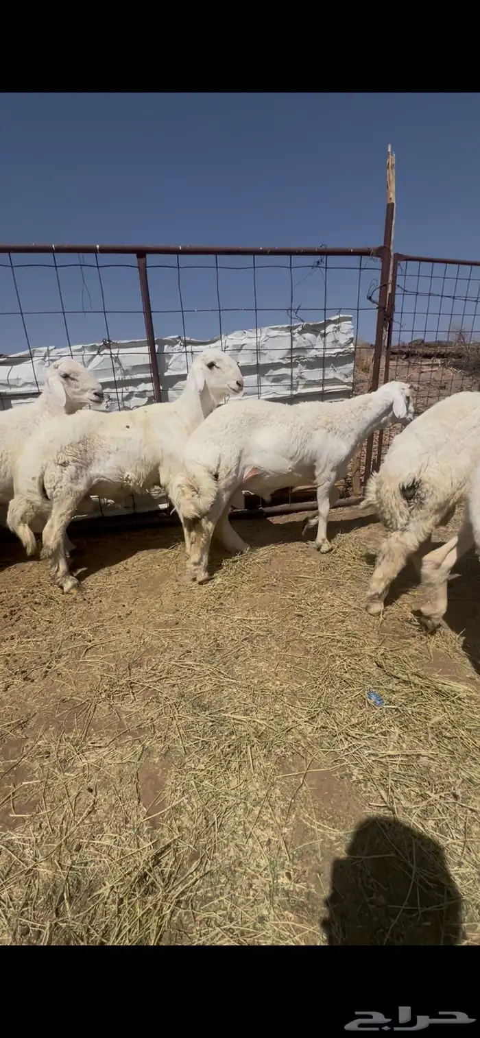 طليان الإعمار من 8 إلى 9 شهور فاخرات مشاريع فحول اربع 2