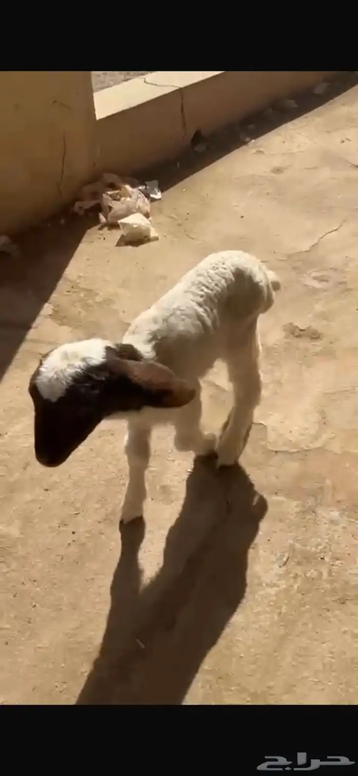 دواغير نعيم راضوع رواضيع 0