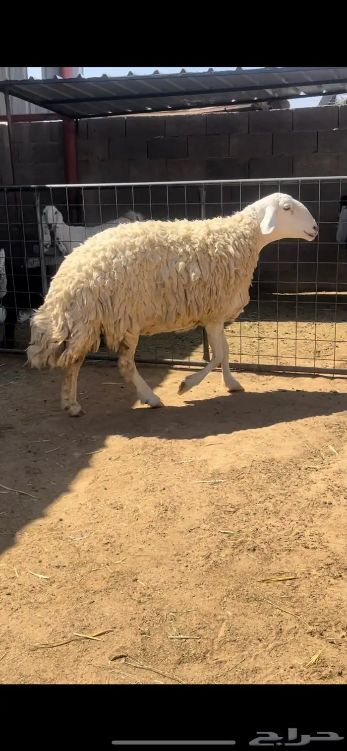 شاه حريه صنف 1