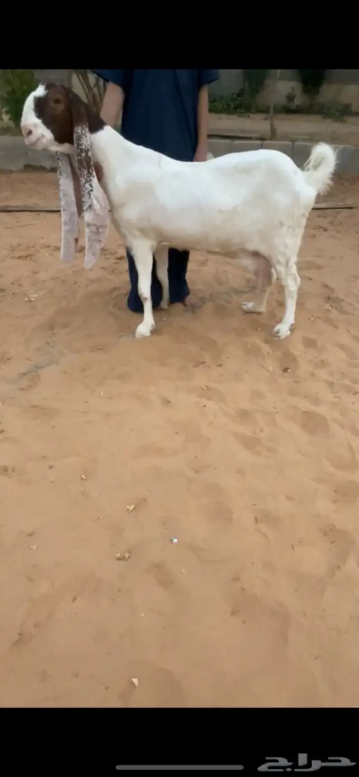 عنز فااخرة حاصب 0
