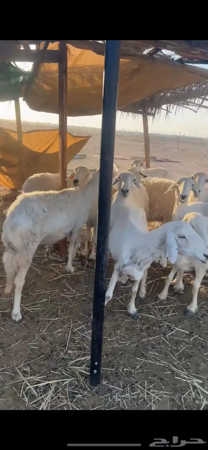 غنم حريات 0