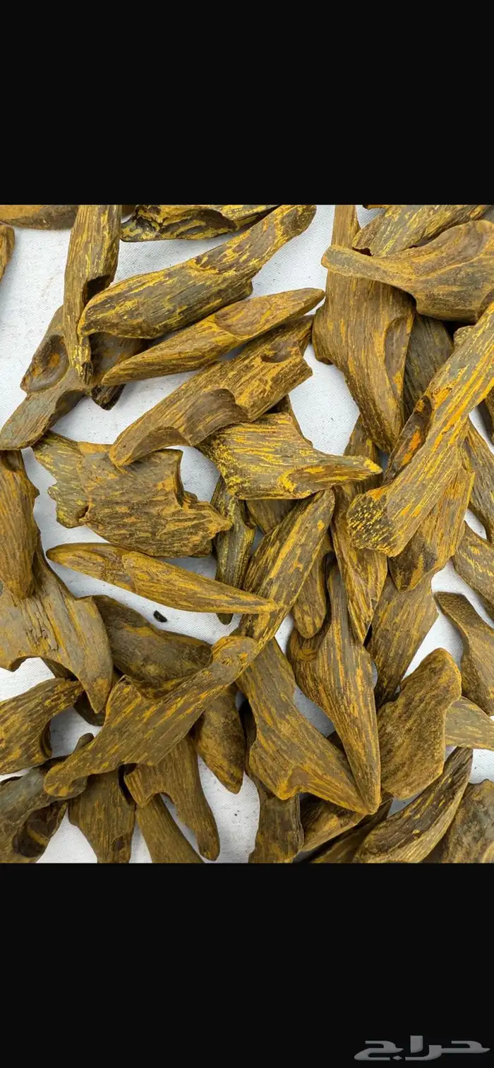 عود موروكي وكلمنتان وتايقر طبيعي من اندونيسيا 2