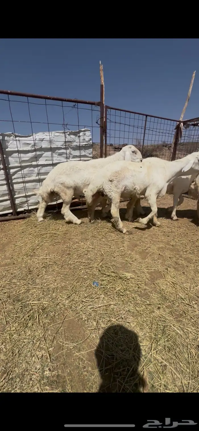 طليان الإعمار من 8 إلى 9 شهور فاخرات مشاريع فحول اربع 0