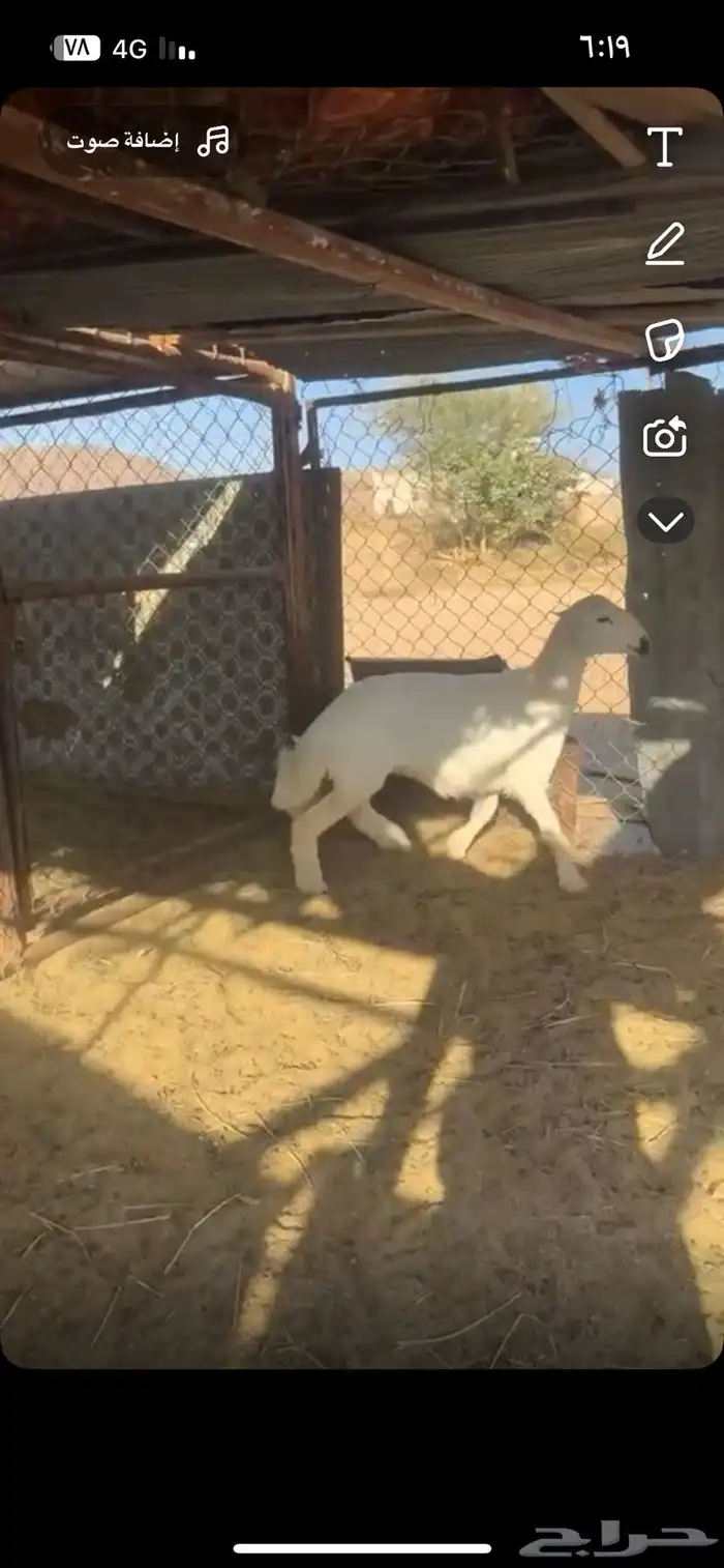 رخل كفو كفو 2