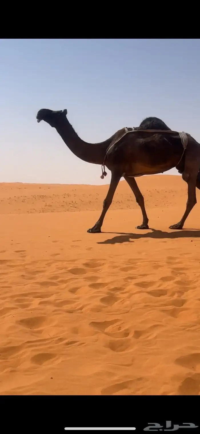 ابل مجاهيم للبيع 8