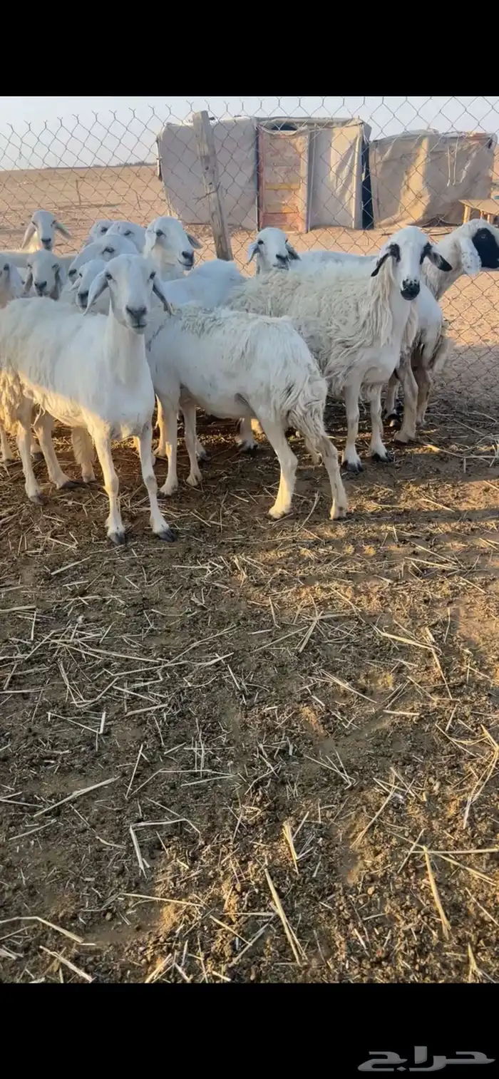 غنم حريات 2
