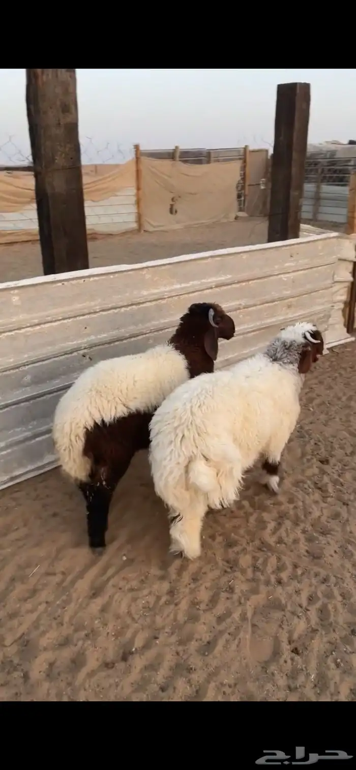 هرافا نعيم 0