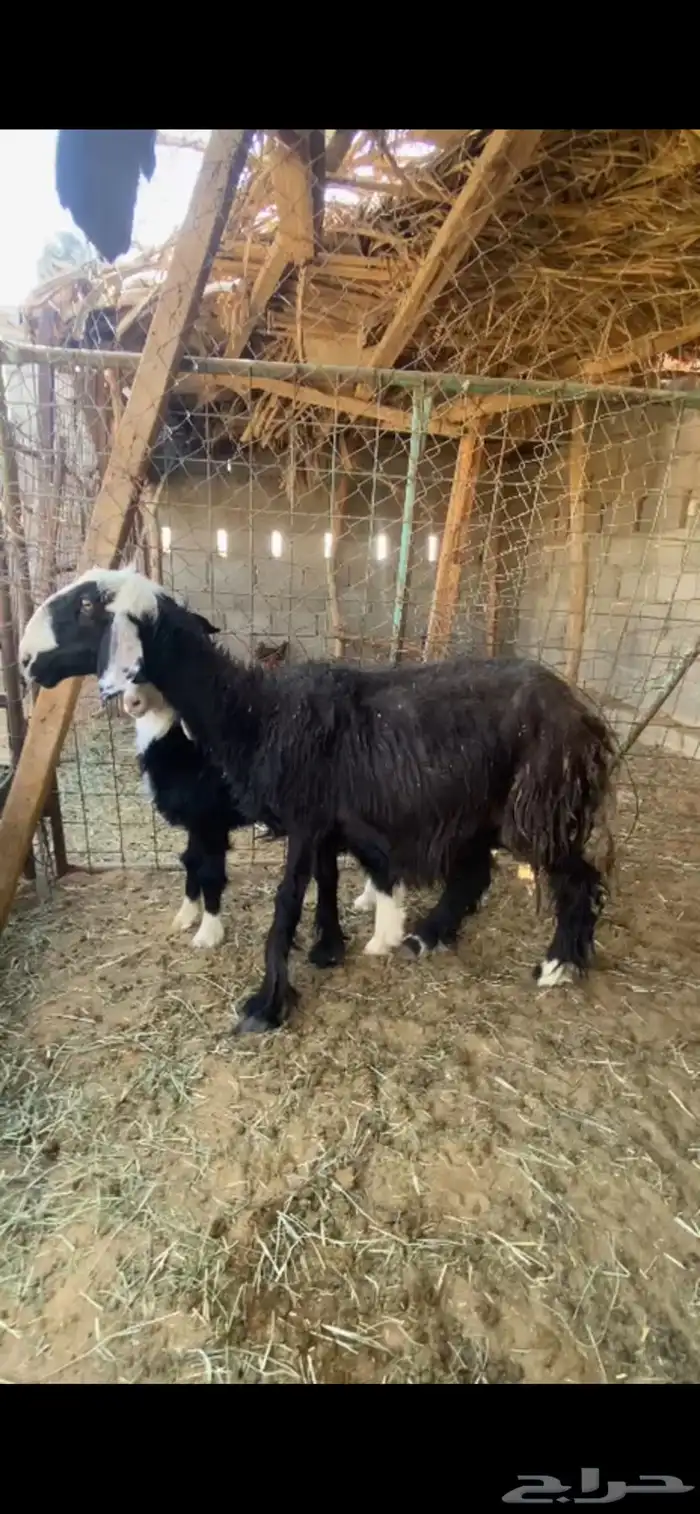 للبيع متبع نجديه كفوو ( تم البيع ) 0