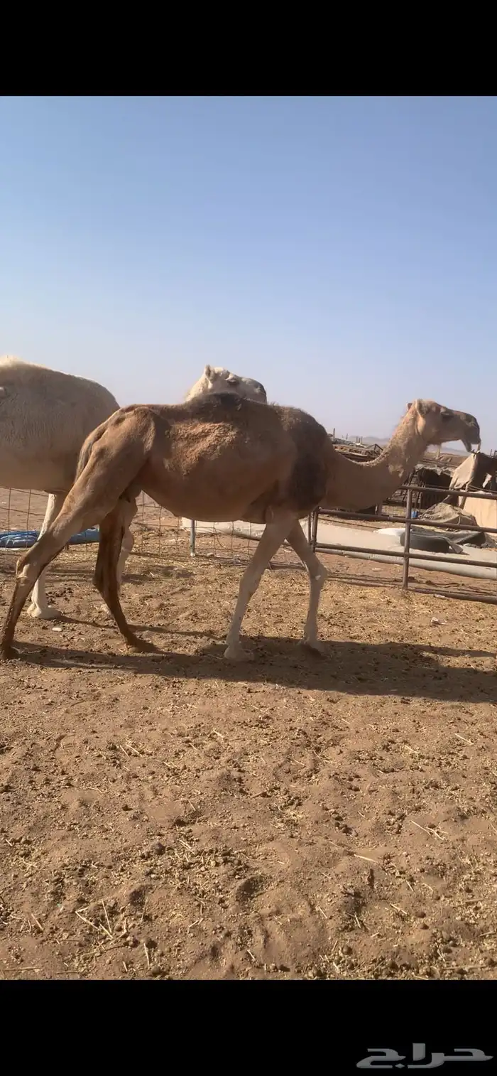 ابل لقحات وضرائب وضح للبيع 4