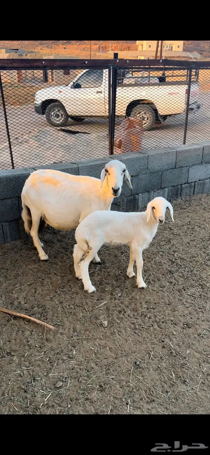 شاه خلفه 2