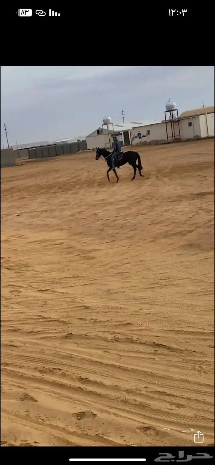 فرس انقليزي 1