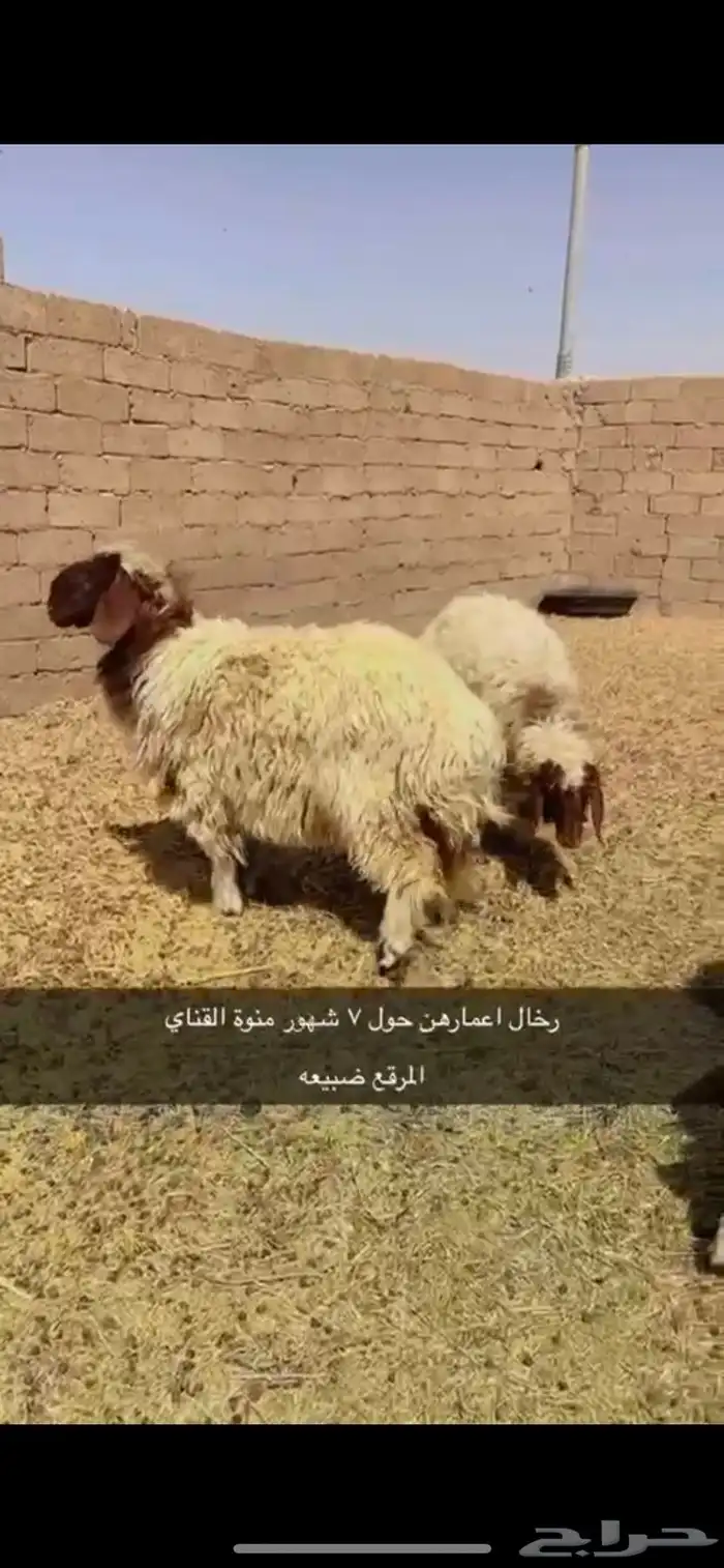رخال نعيم - وحريه 1