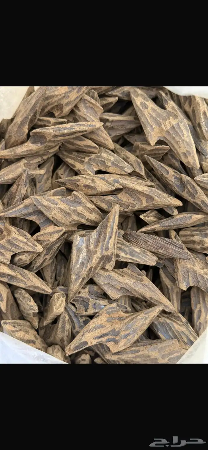 عود موروكي وكلمنتان وتايقر طبيعي من اندونيسيا 4