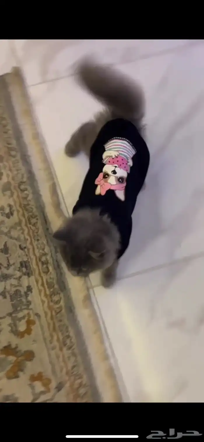 قطو ذكر شيرازي عمر سنه للبيع 2