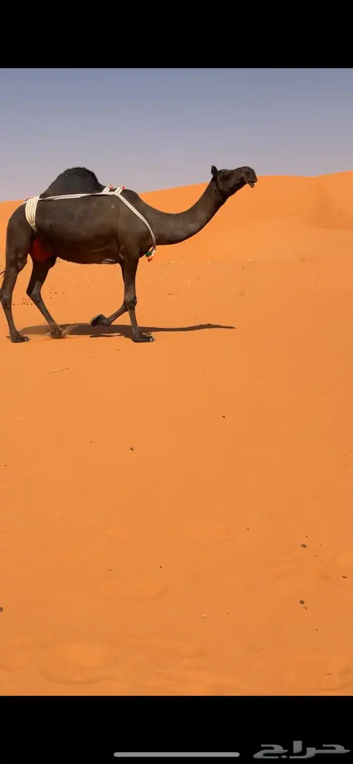 ابل مجاهيم للبيع 5