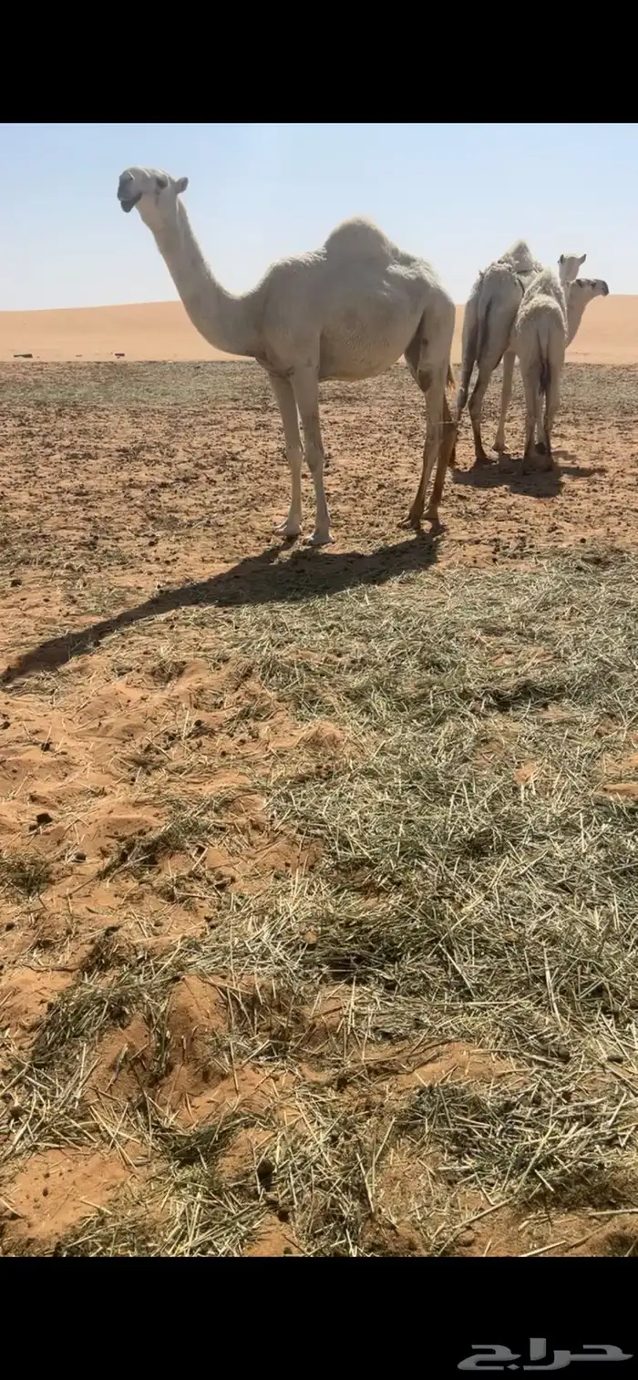 بكره مفروده باتليه 0