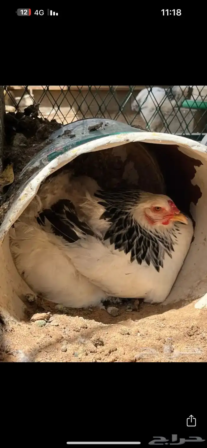 دجاج براهما سلالة كونك (خوارج ). للبيع 11