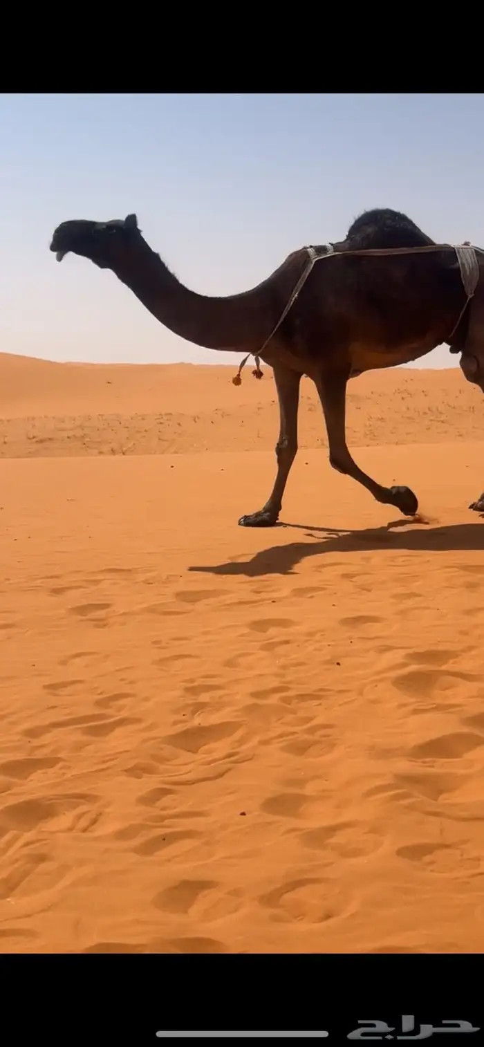 ابل مجاهيم للبيع 7