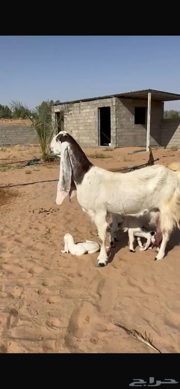 للبيع عنز متوم معها 3 1
