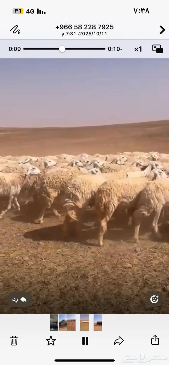 للبيع مراح كامل ضان عددها 320 مولد منها 79 تحتها86 1