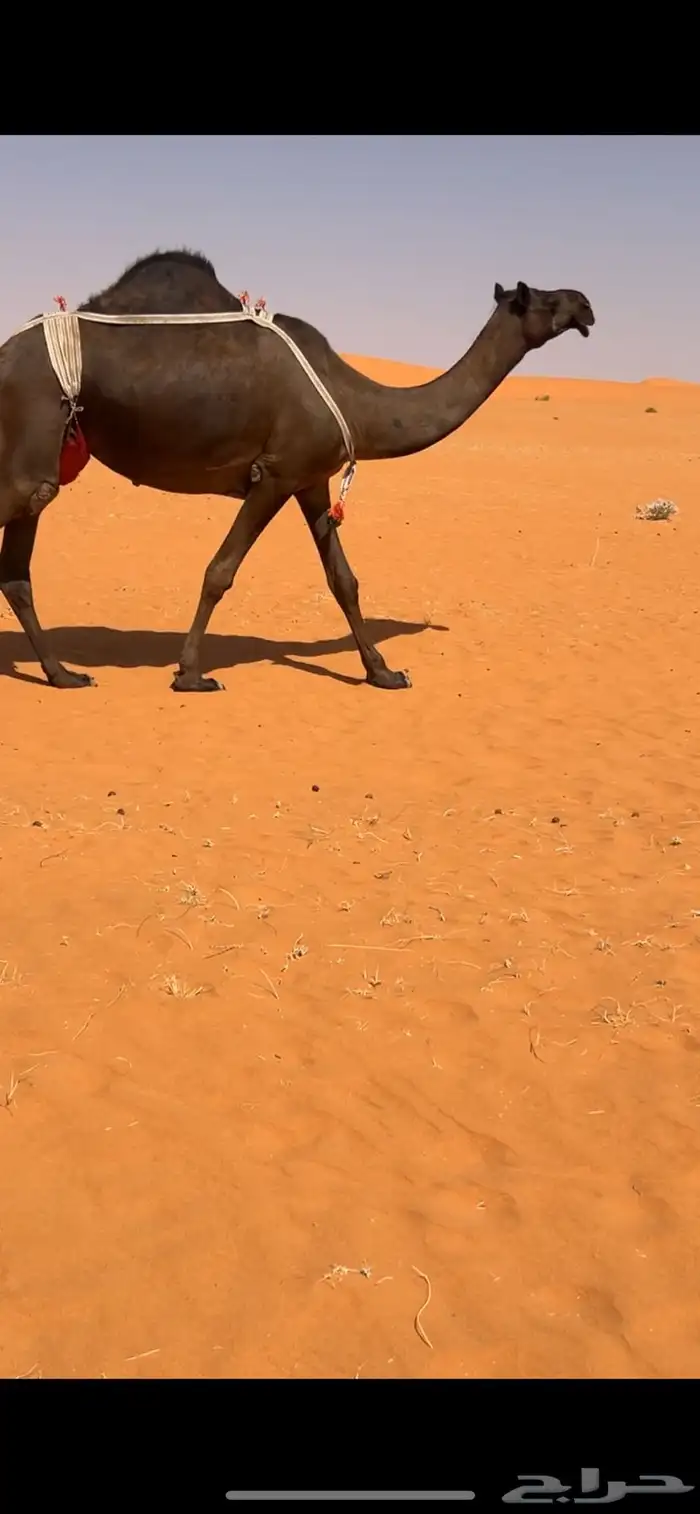 ابل مجاهيم للبيع 3