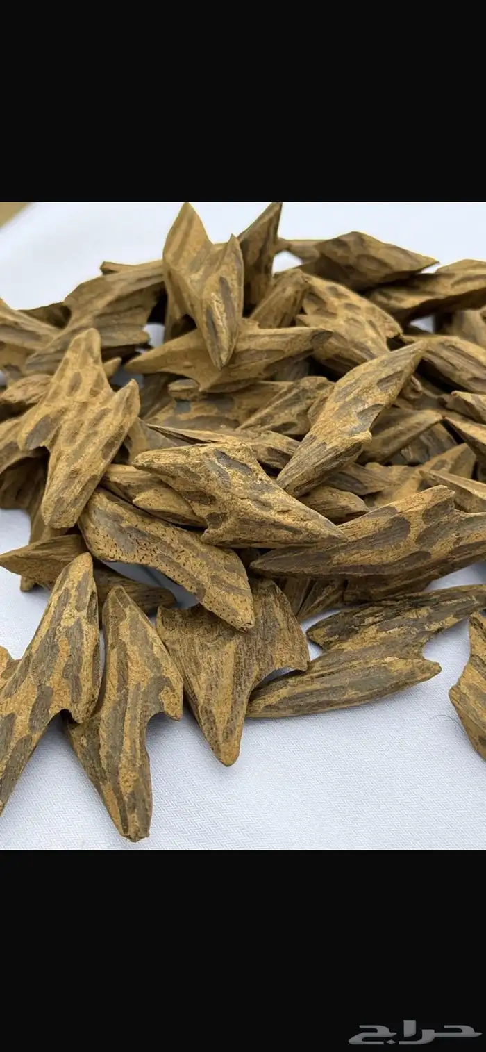 عود موروكي وكلمنتان وتايقر طبيعي من اندونيسيا 3