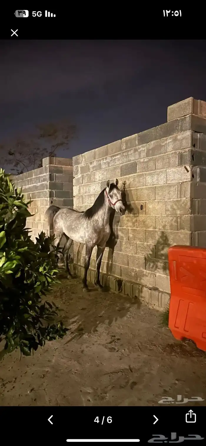 حصان واهو 3