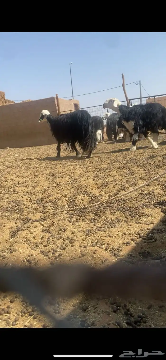 نجديه للبيع 2