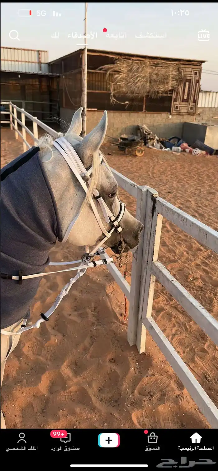 خيل بيور مصري (أوراق) 2