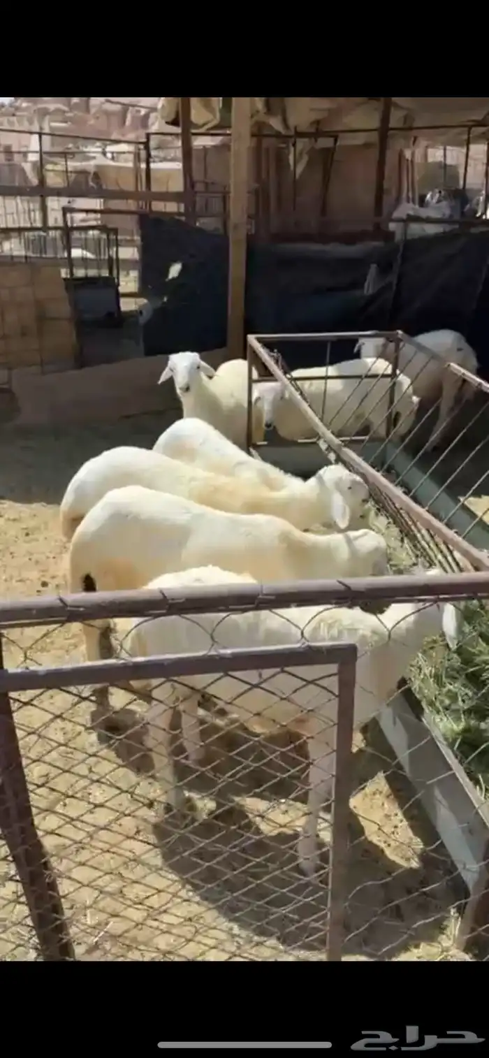 7طليان طيبه 0