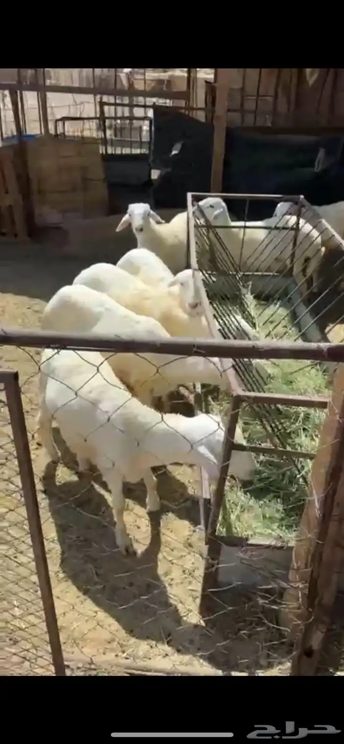 7طليان طيبه 1