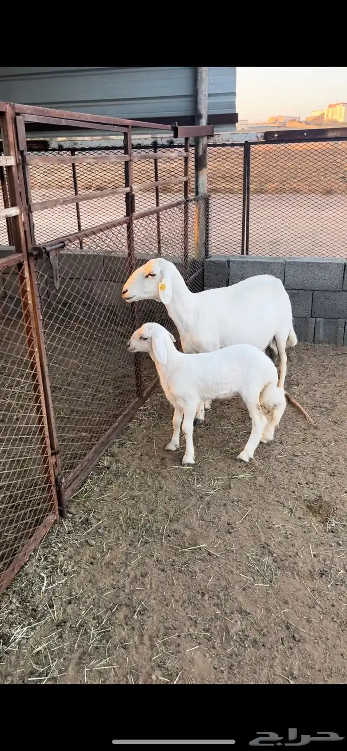شاه خلفه 1