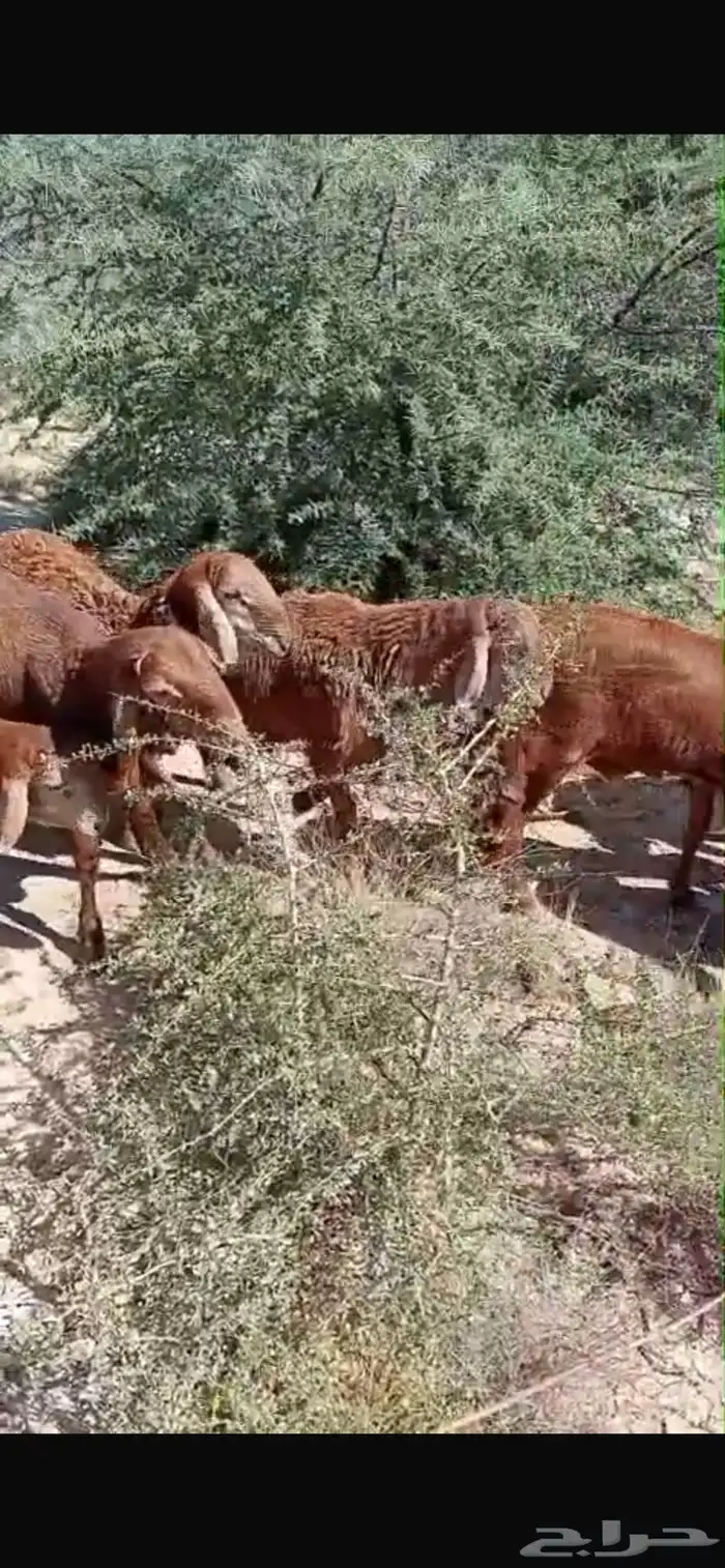 ذبايح طليان سواكن بيض شبيه الحري فاخر من الاخر 7