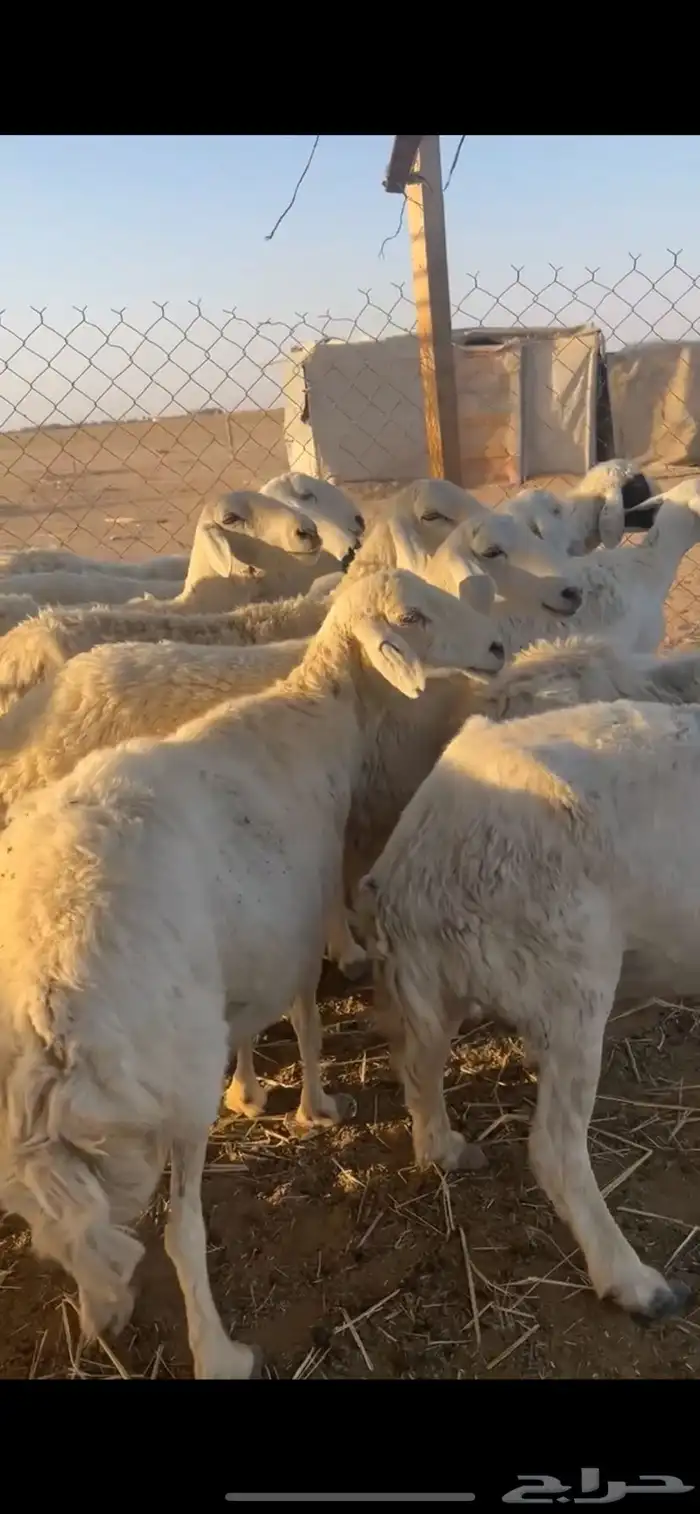 غنم حريات 1