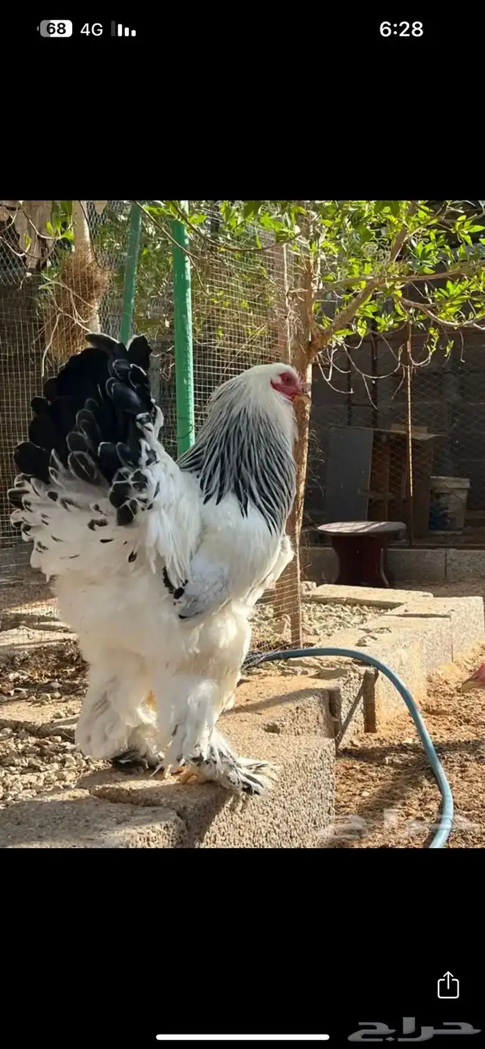 دجاج براهما سلالة كونك (خوارج ). للبيع 10