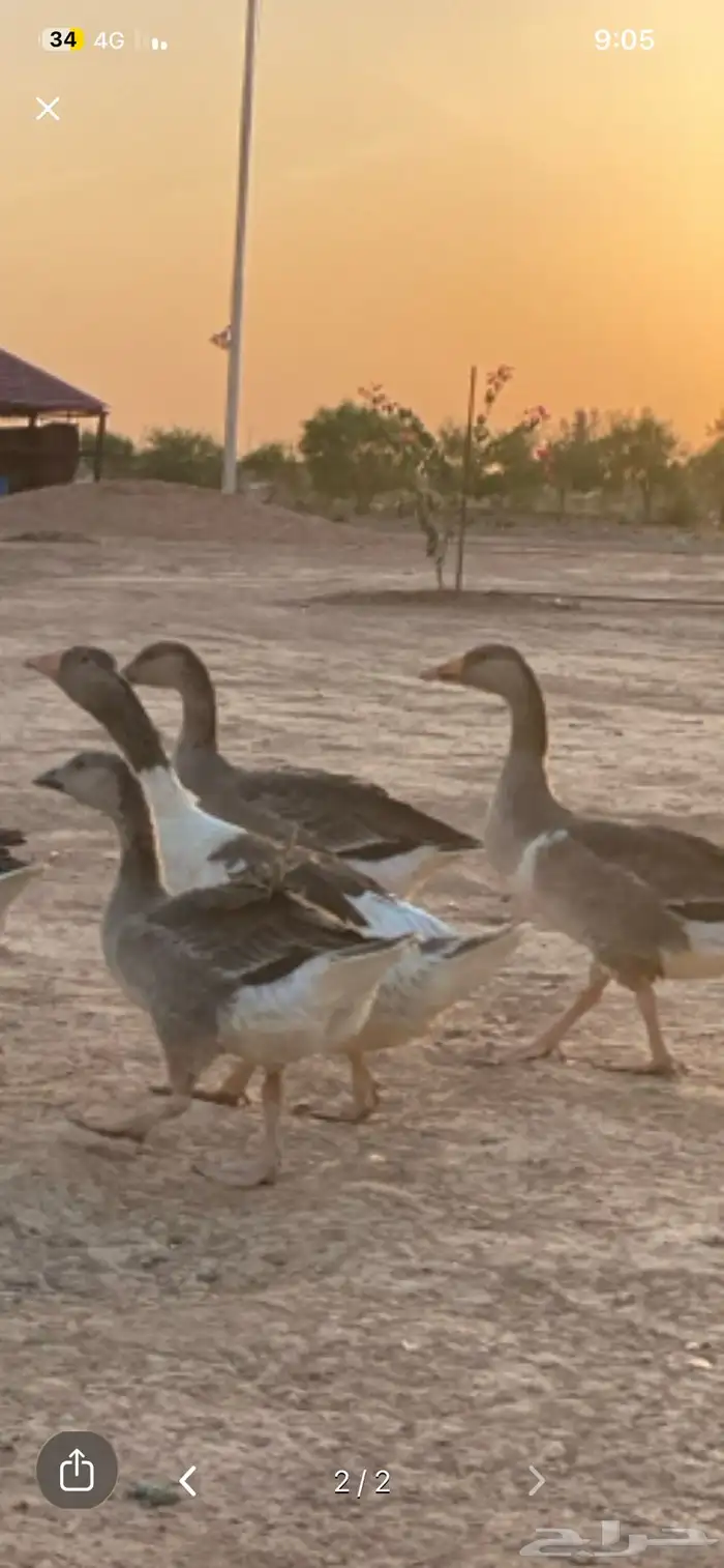 وز عراقي   بلدي 2