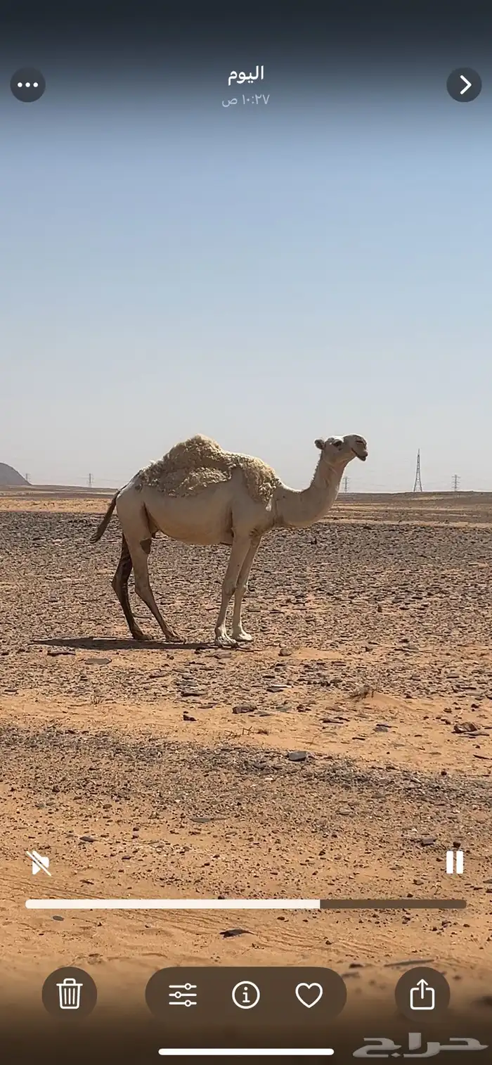 لقحه للبيع 3