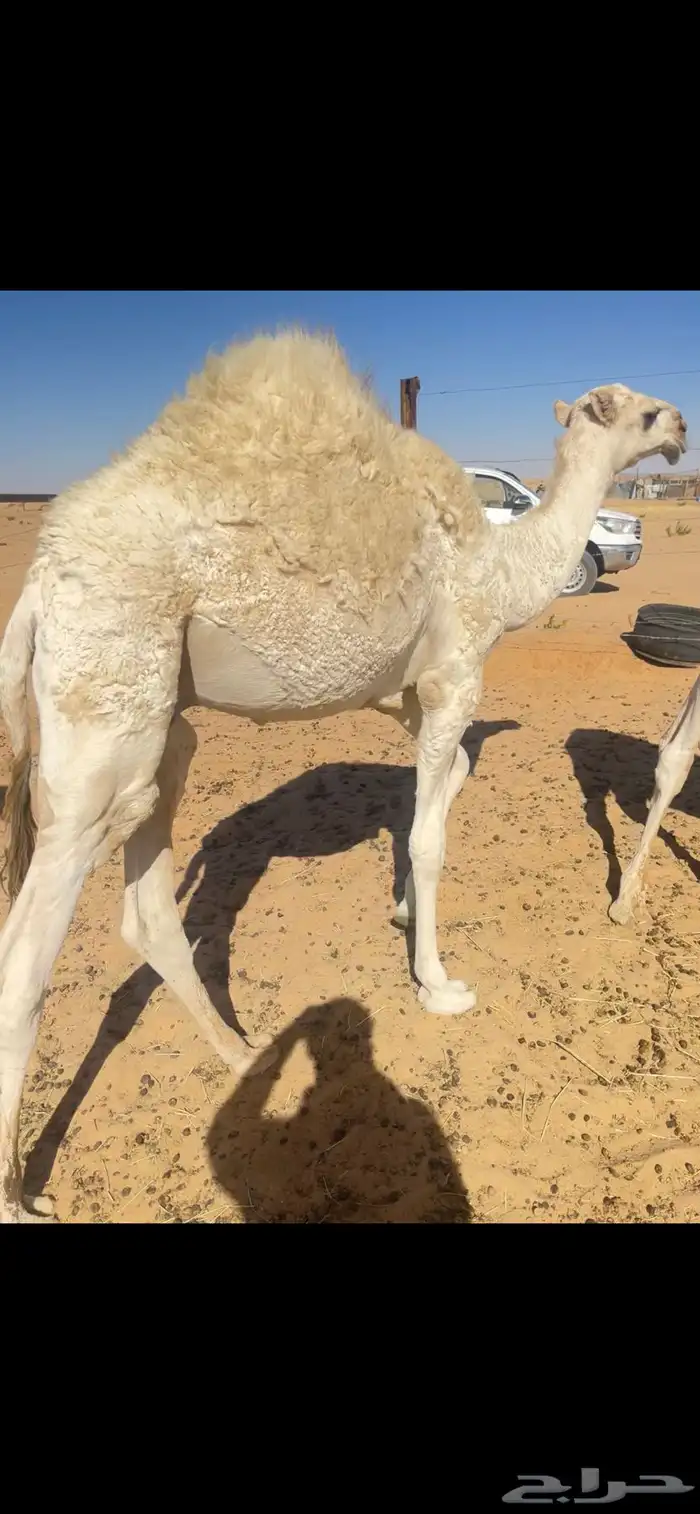 للبيع قعود 0